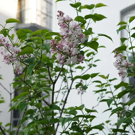 Apartment Bright, Spacious With A Lovely Terrace In The Heart Of Aachen