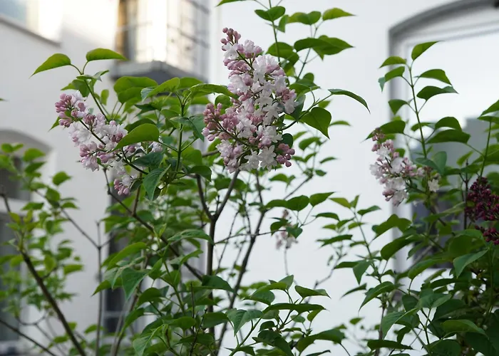 Lejlighed Bright, Spacious With A Lovely Terrace In The Heart Of Aachen